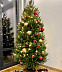 Живая датская новогодняя елка (Abies, срезанная) 1,7-2,0м
